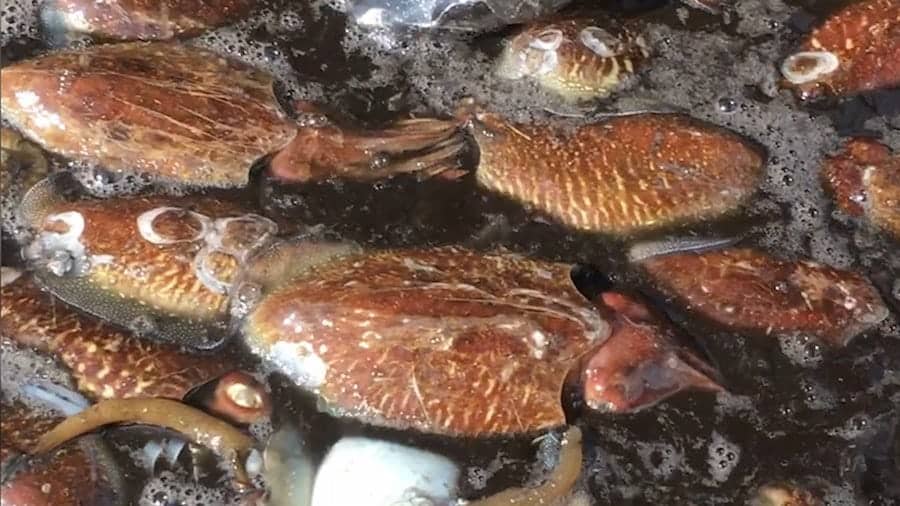 Ugly fish in Plymouth’s waters that’s sparked a multi-million ‘black gold rush’