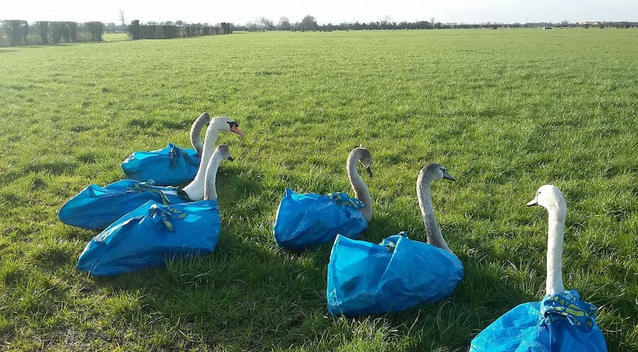 Sanctuary uses IKEA bags to rescue its swans