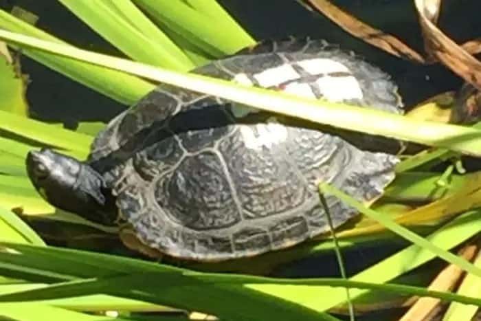 ED-SHELL – Right wing group under fire for painting EDL slogans on a TERRAPIN