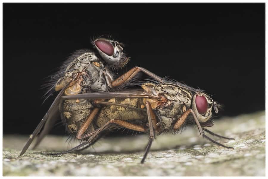 Picture of flies mating wins international photo competition 