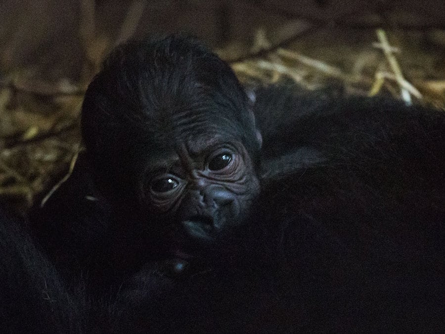 Adorable pics show proud mother gorilla gently cradling precious newborn baby