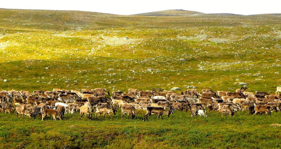 Grazing reindeer ‘could protect plant diversity despite global warming’ 