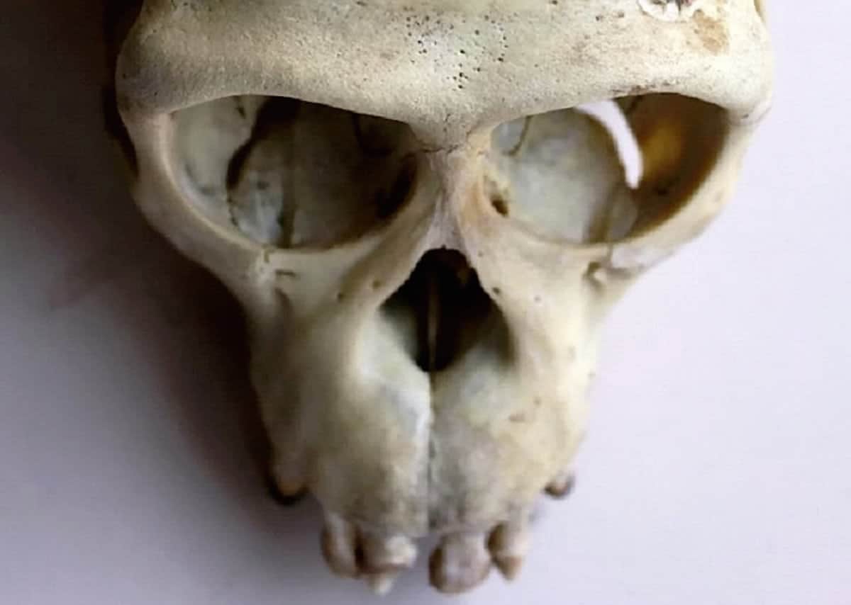 Seller of imported endangered skulls….spared jail