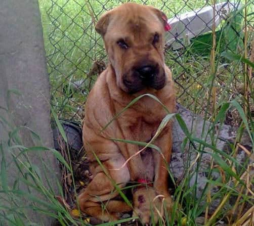 Shocking photos show awful mistreatment of Shar-Pei dogs