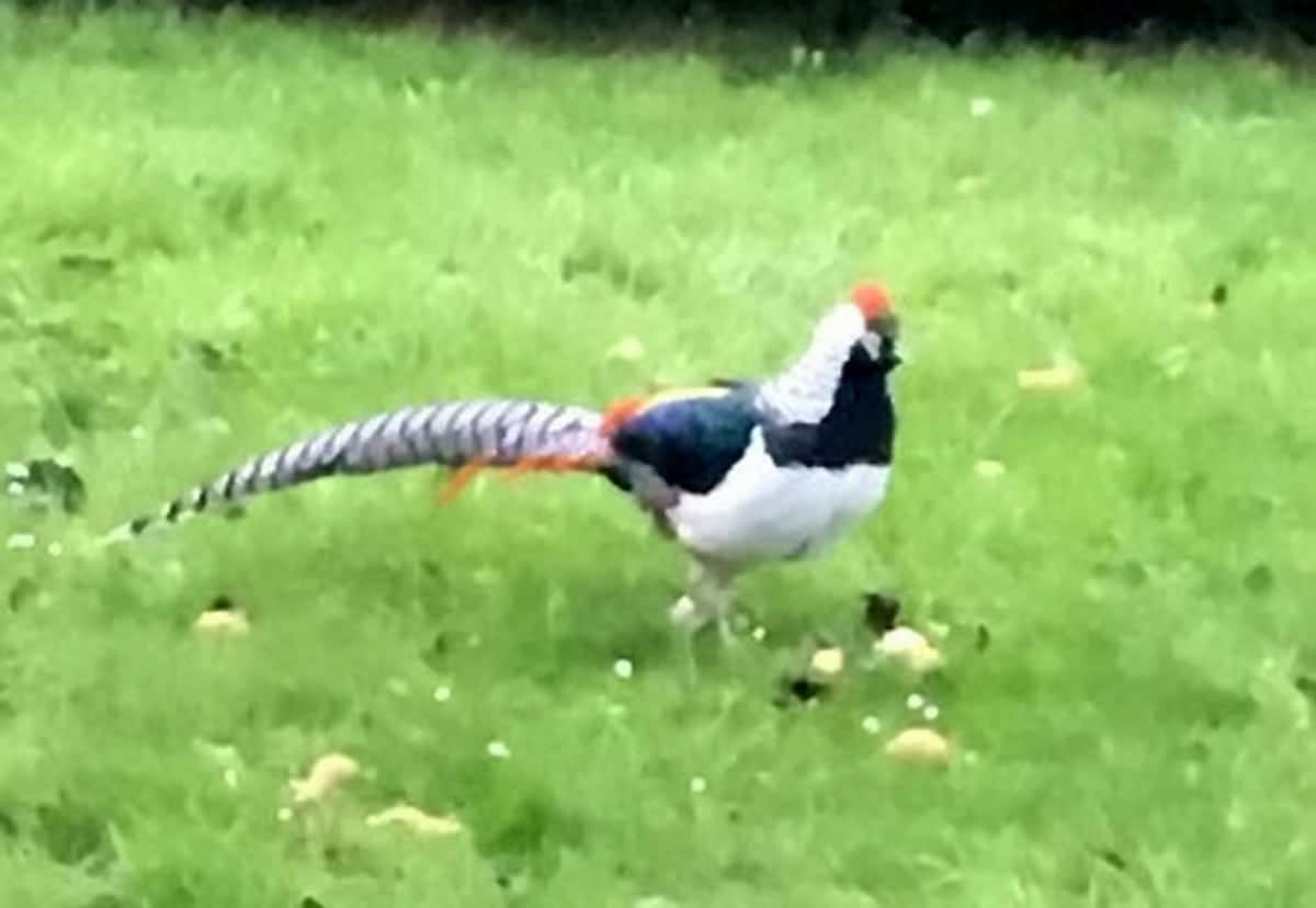 Homeowner stunned when she spotted an ‘extinct’ bird – in her back garden