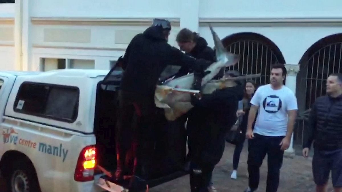 Watch guys wrestle Great White Shark in the back of a van!