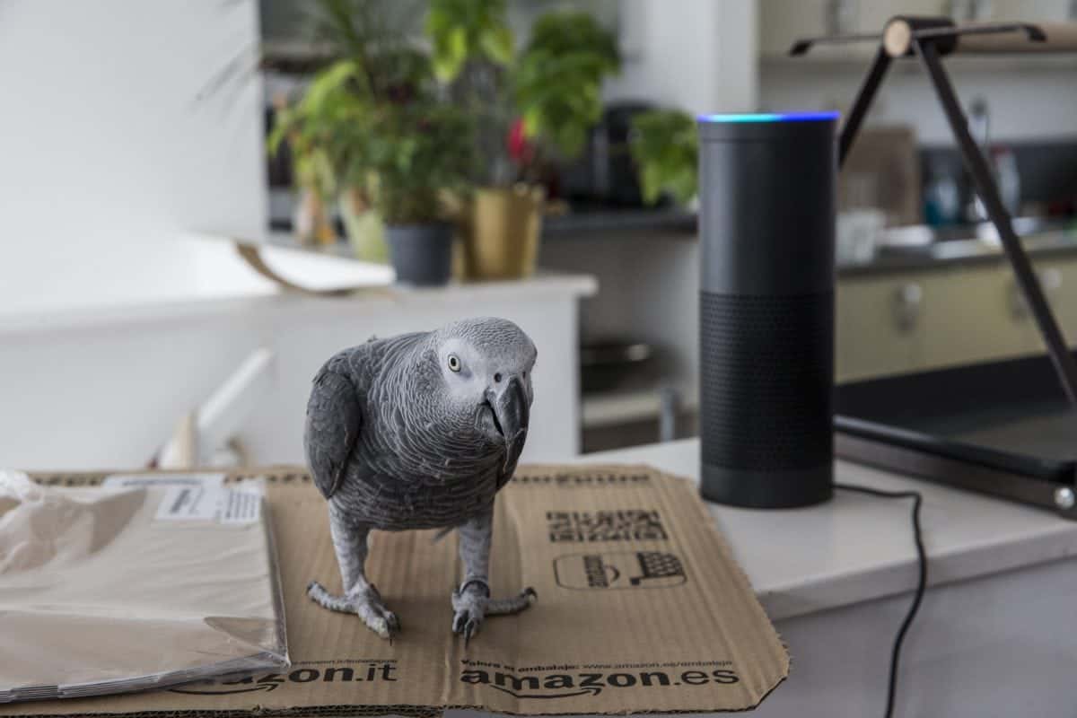 Pet owner left shocked after parrot figures out how to shop online using Amazon Alexa