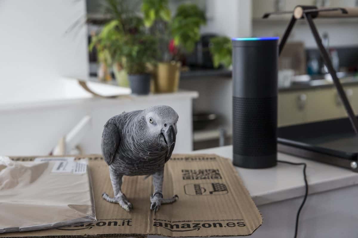 Parrot using amazon hot sale echo