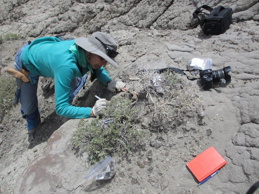 Dinosaur poo reveals plant eaters ate shellfish