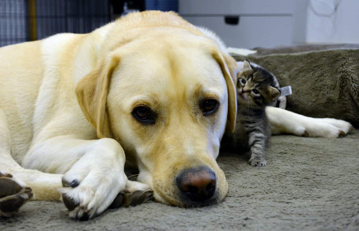Kitten found cold and abandoned has struck up a bond with a rescue dog.