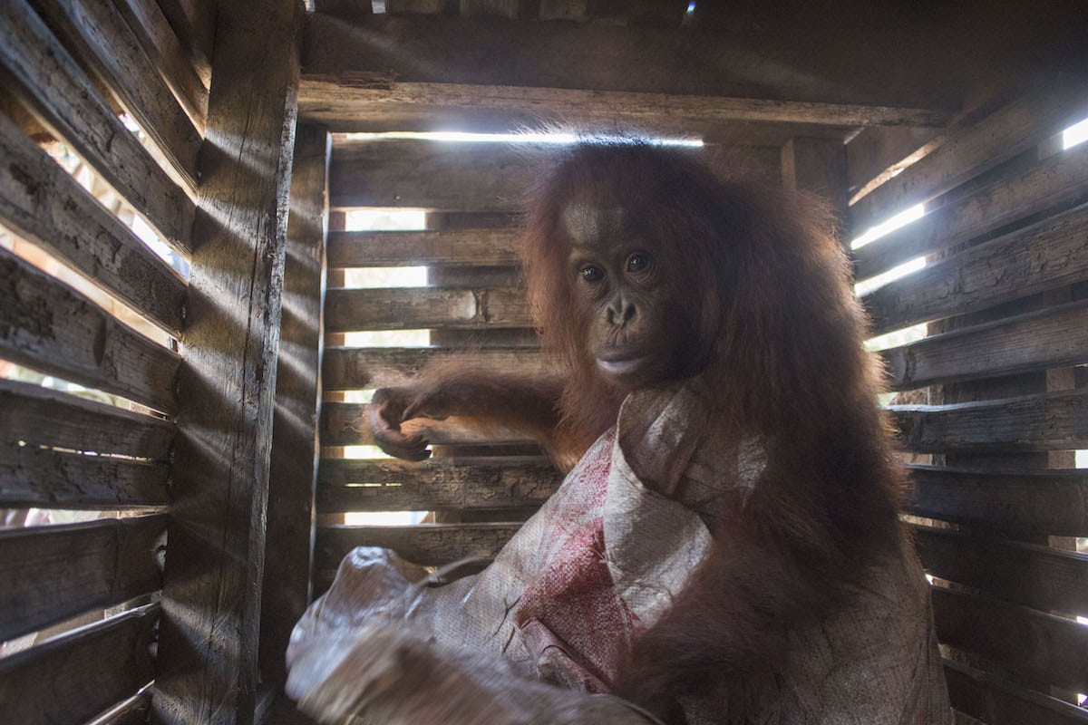 Terrified young orangutan rescued from being boarded up in wooden crate.
