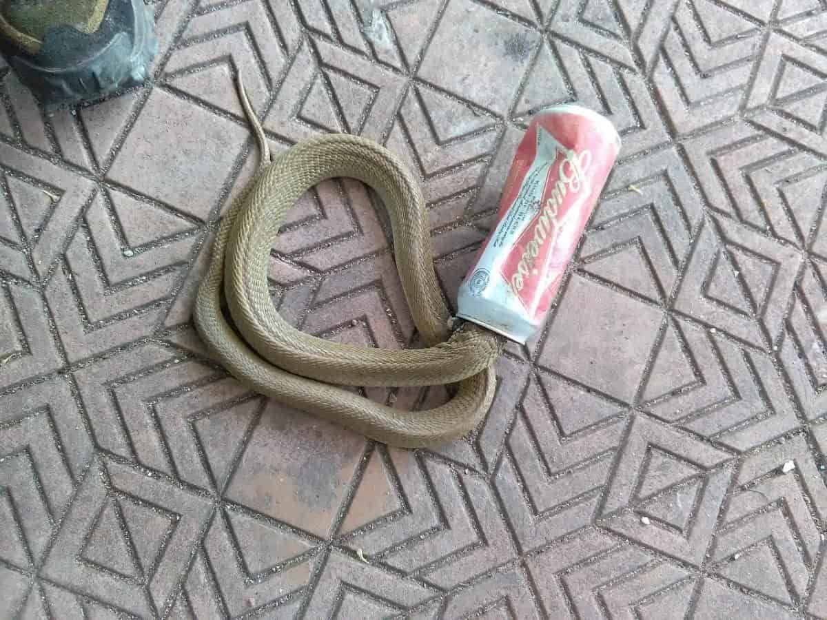 Vets saved a cobra which had been stuck inside a can of beer of four days. See SWNS story SWCOBRA; The highly venomous reptile had been crashing around the inside of an abandoned water tank with its head stuck inside an empty can of Budweiser. The terrified snake had almost slit its own throat and vets painstakingly cut away the metal and performed a two-hour op to stitch it back to health. The thirsty cobra found in the tank in Bhubaneshwar city in the southern Indian state of Odisha is expected to make a full recovery in around a month. Rescuer Subhendu Mallick, who took the cobra to vets at the Orissa University of Agriculture and Technology, said: "The cobra will be completely fine in one month. "If need be the snake may undergo another surgery. However, it is out of danger now, said Prof Jena. Such incidents, wherein snakes sustain injuries after getting their heads stuck in cans, are on the rise, said Subhendu Mallick. They usually venture inside cans in search of water.