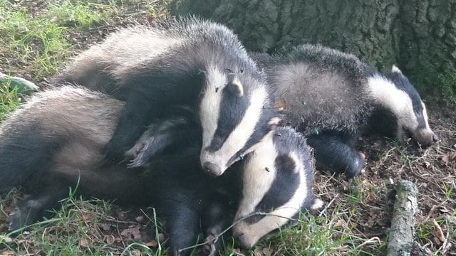 Cull marksmen left bloodied corpses of badgers on footpath for 12 hours…putting “dogs at risk of TB”