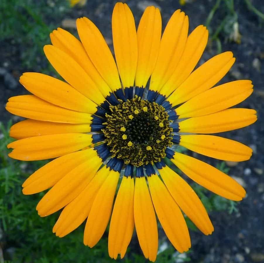 Petals produce a ‘blue halo’ that helps bees find flowers