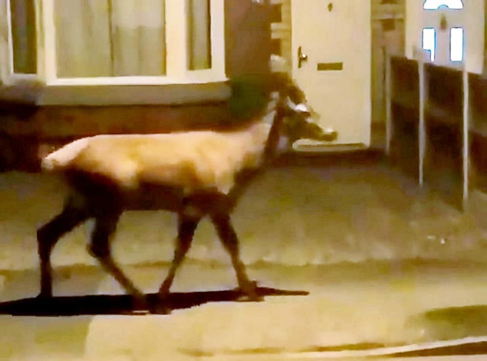 Residents stunned after spotting a DEER nonchalantly roaming the streets of Birmingham