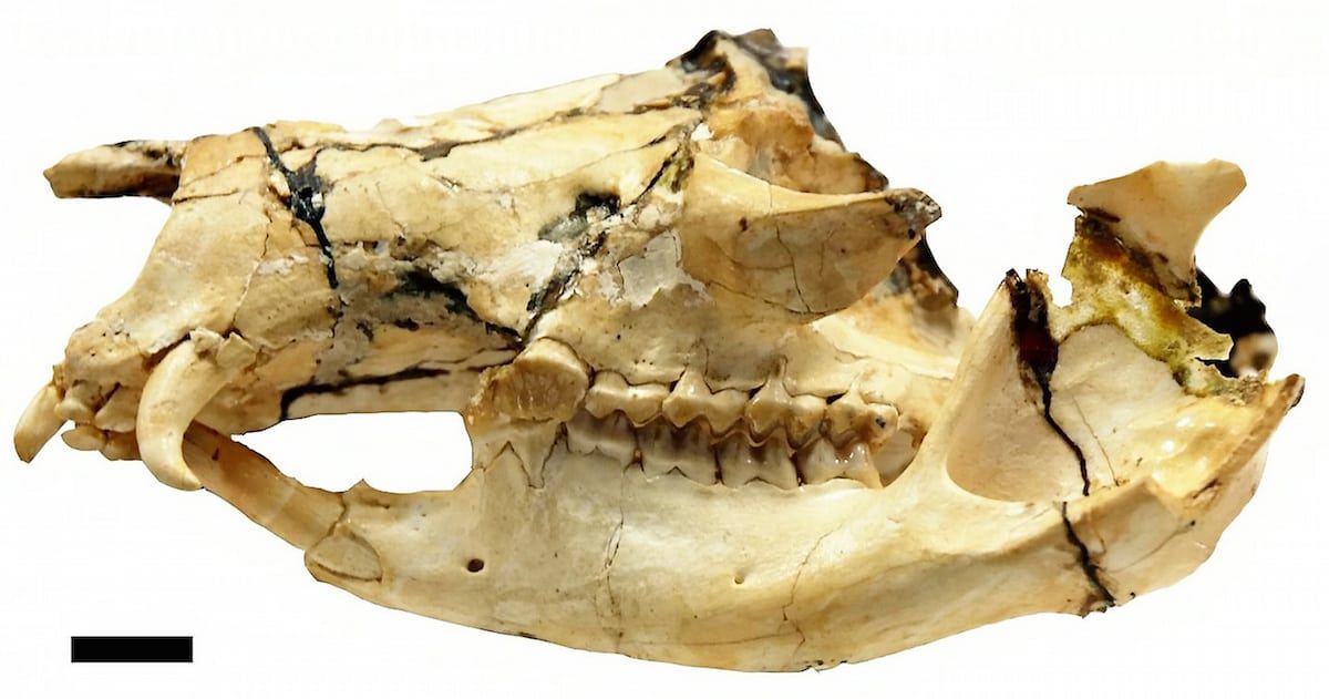 Small fanged kangaroo once roamed rainforests of northern Australia