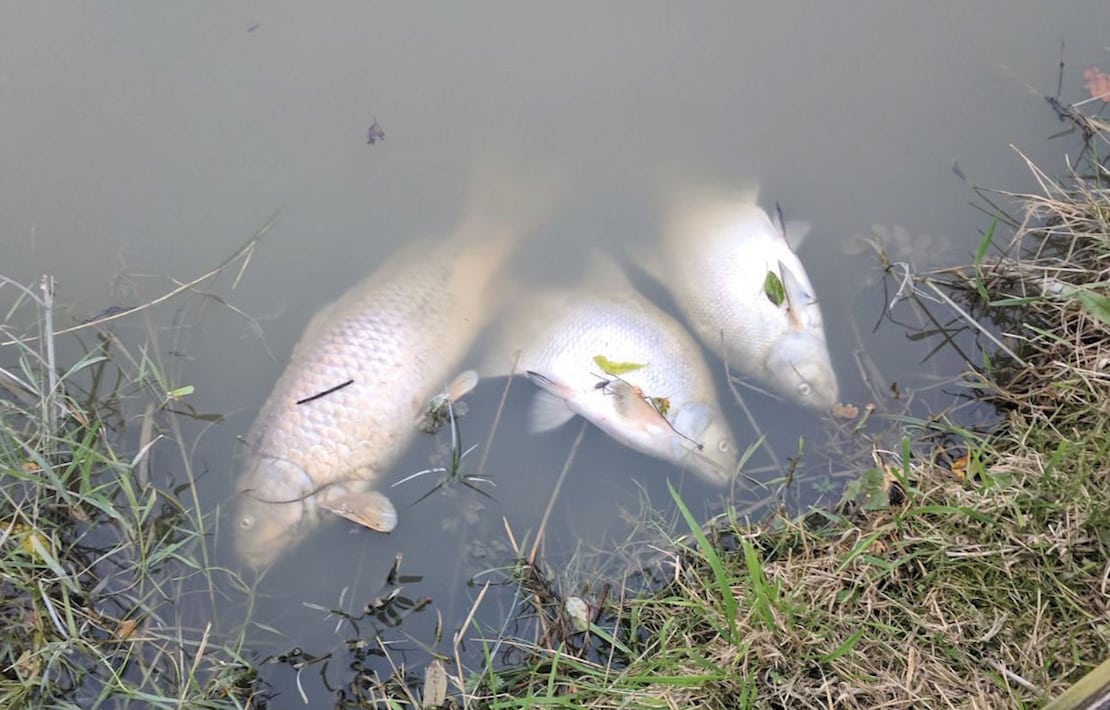 Over half a tonne of fish killed by irresponsible canal management