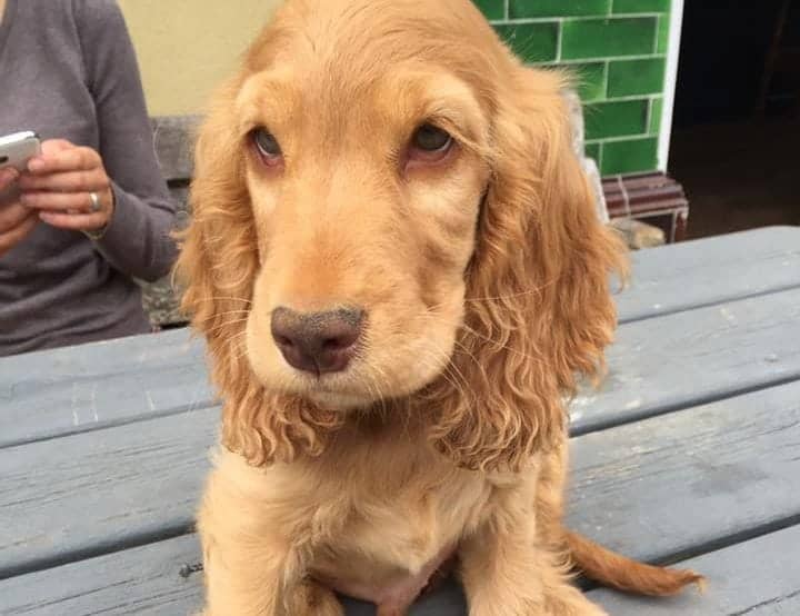 Richmond boozer has received unlikely honour for having the cutest pub dog in the entire country