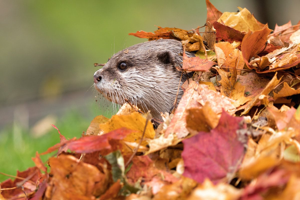 Pics show five of the smallest otter species in the world playing in autumn leaves