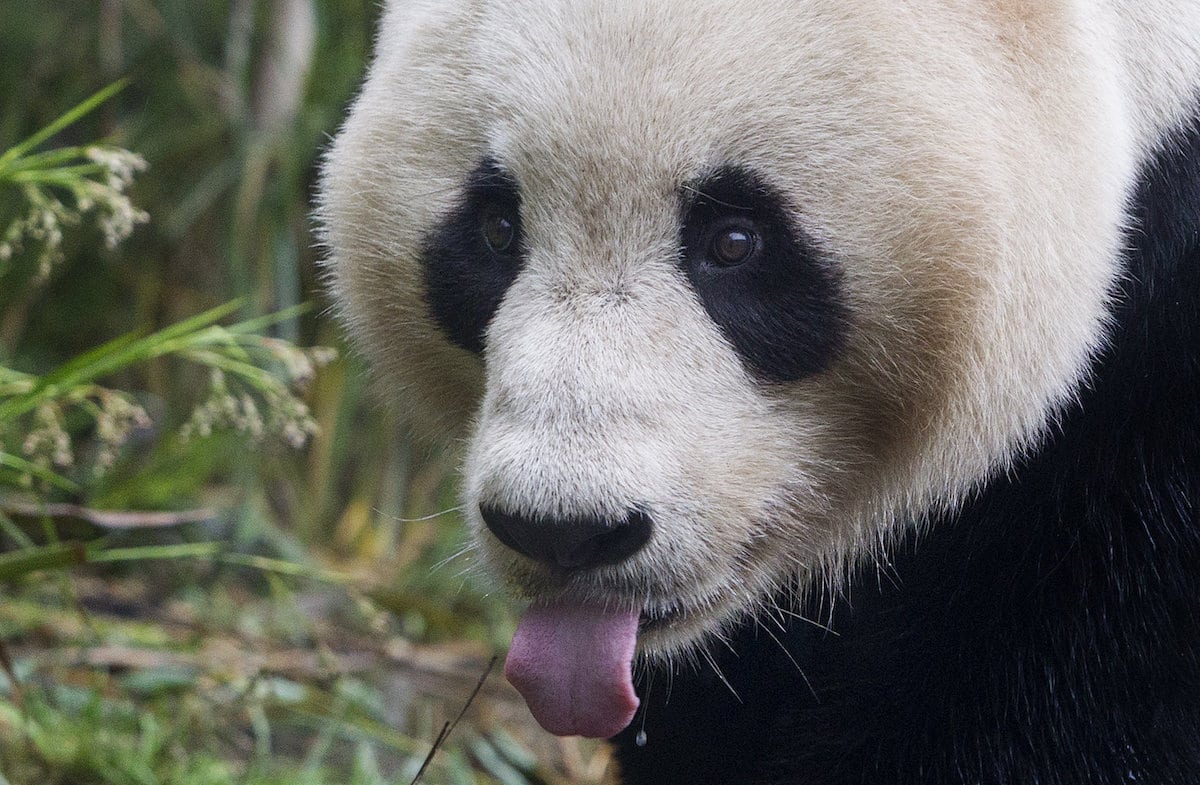 Giant panda’s habitat ‘threatened by grazing livestock’