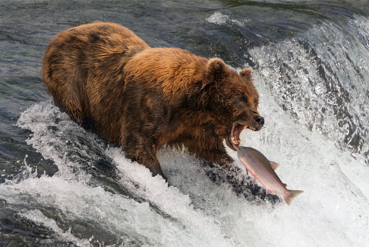 In Pics – Grizzly poised for fish is one entry to Wonders of Wildlife international picture competition