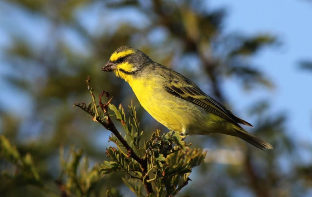 EU trade ban reduces global trade in wild birds by 90 percent