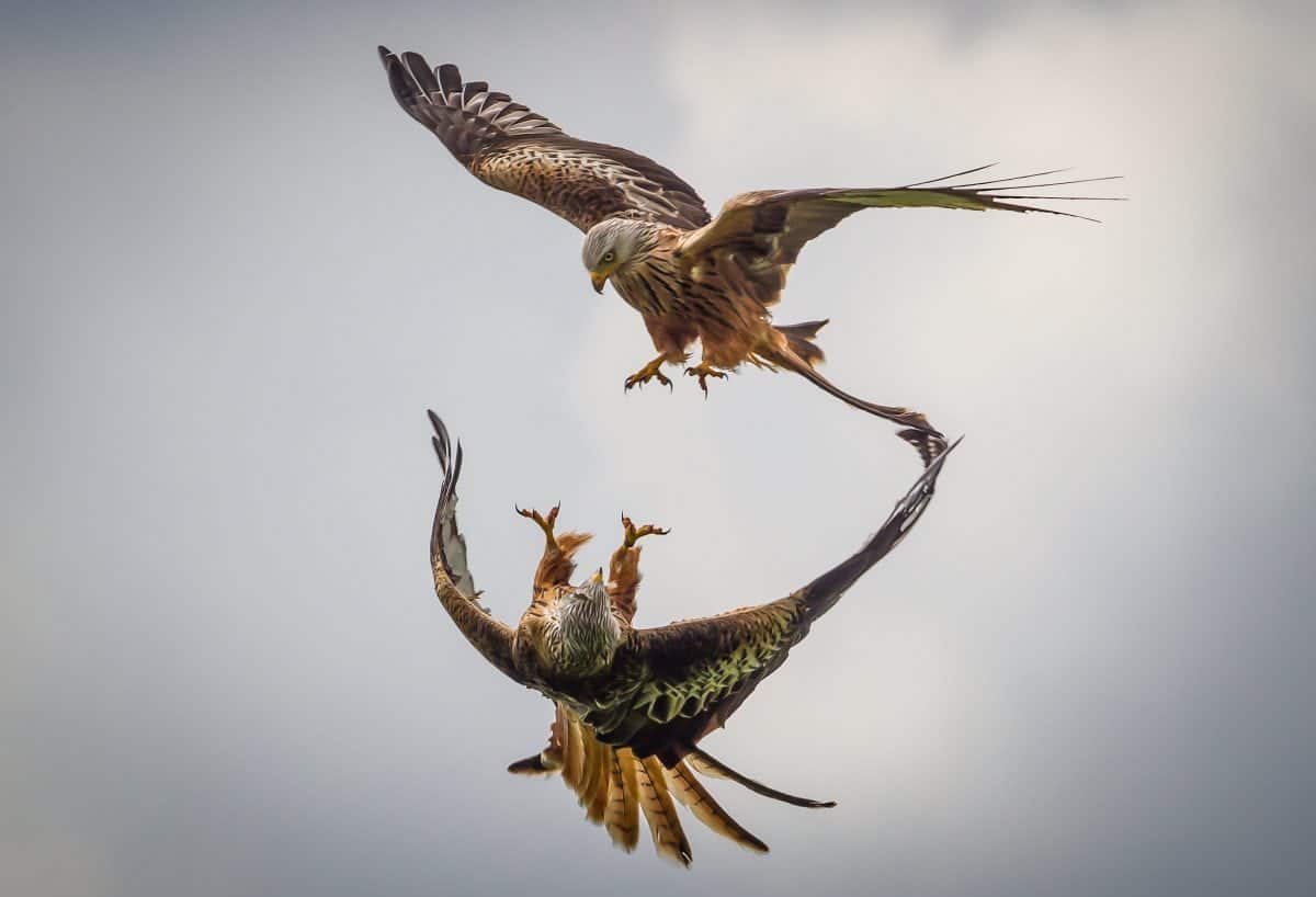 Stunning photos show red kites going head-to-head in mid-air tussle