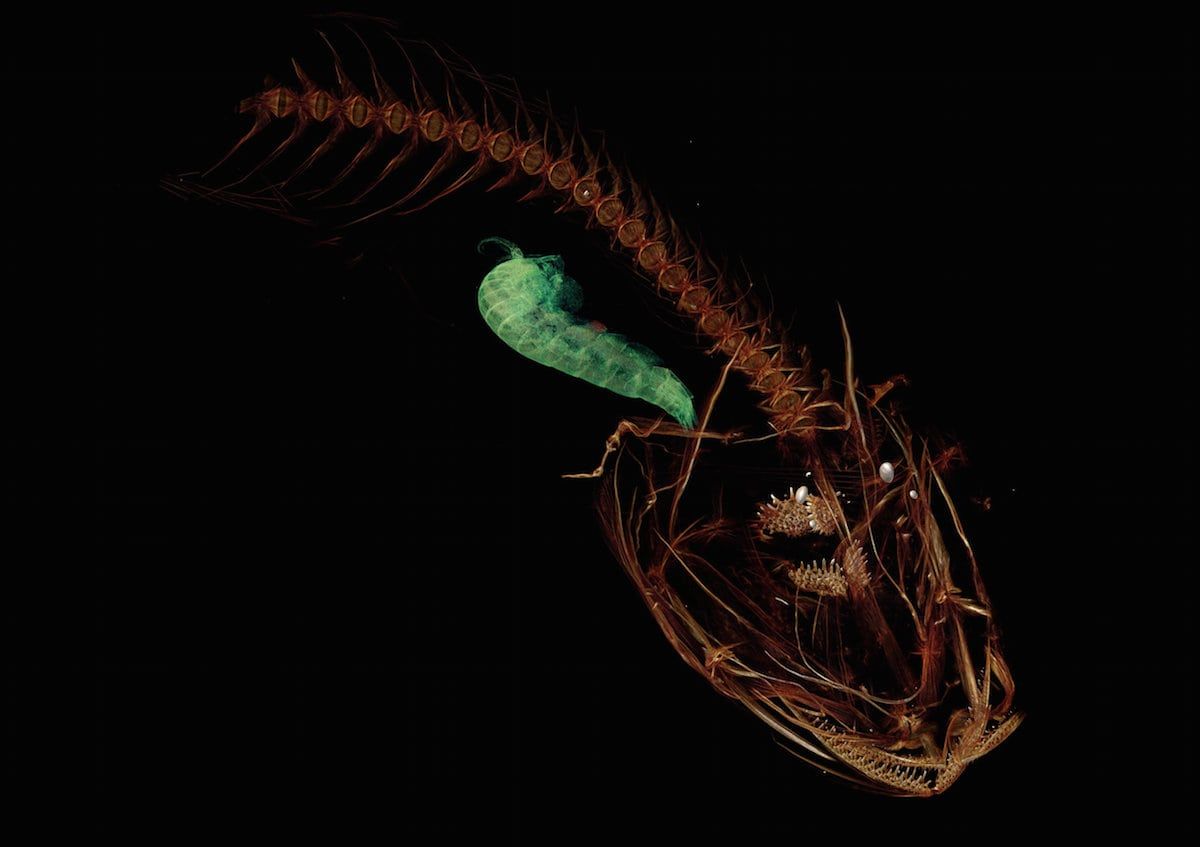 The world’s deepest living fish has been discovered living in the darkness more than eight kilometres below the surface