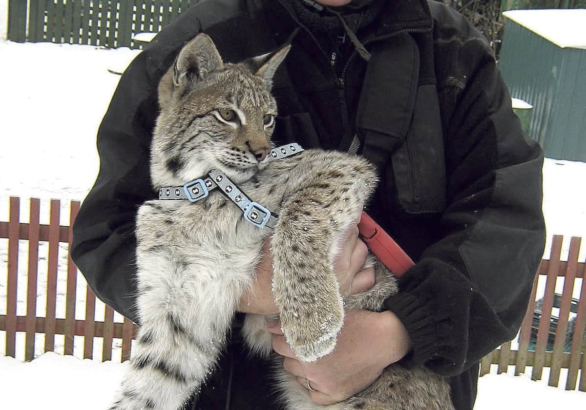 This is the first picture of a SECOND lynx to die at a British zoo