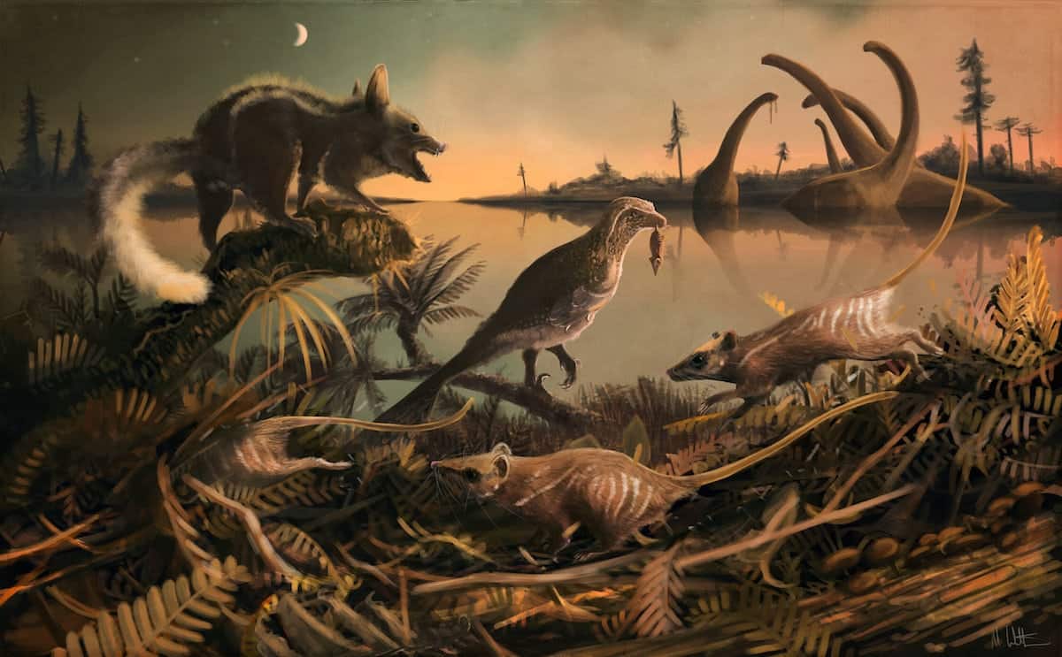 Fossil find shows man’s earliest ancestors lived on Dorset’s ‘Jurassic Coast’ in the shadow of dinosaurs