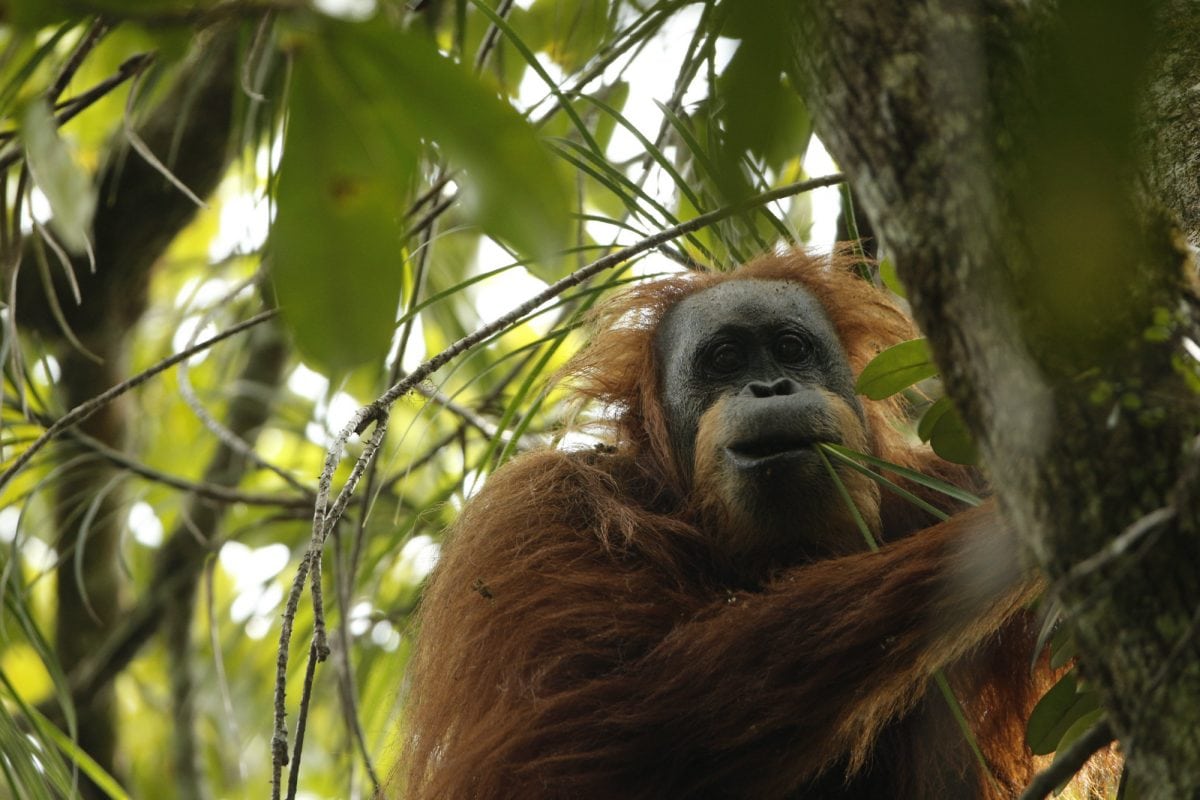 Third species of orang-utan recognised…but just “800 remain”
