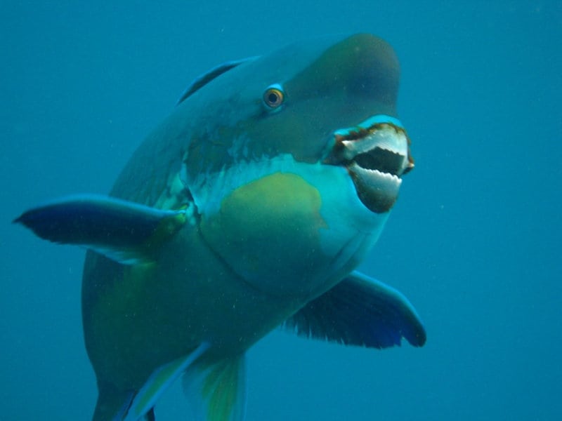 X-rays reveal the incredible truth about parrotfish teeth