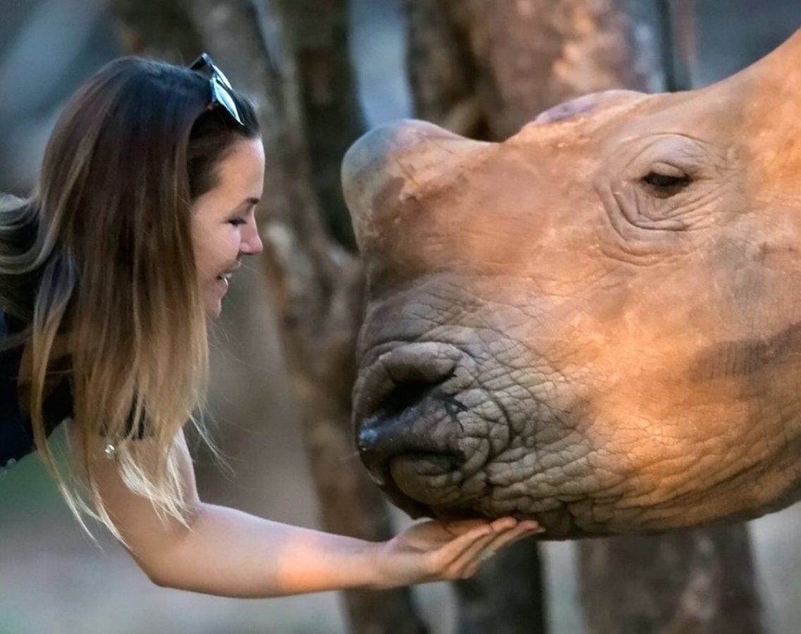 Five rhino calves reintroduced into the wild with help from bighearted Scots