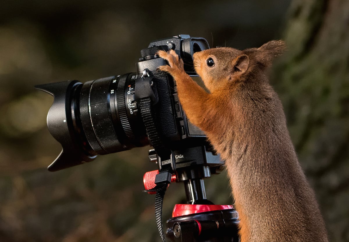 Cheeky red squirrel takes over from the camera man to show how it’s done