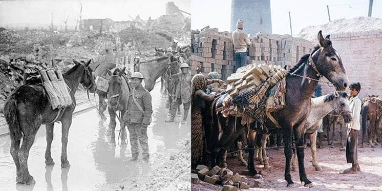 U.K. public unaware of the contribution of horses and donkeys in WW1