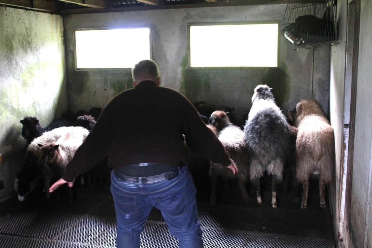 Gallery: Sheep herding in the Faroe Islands
