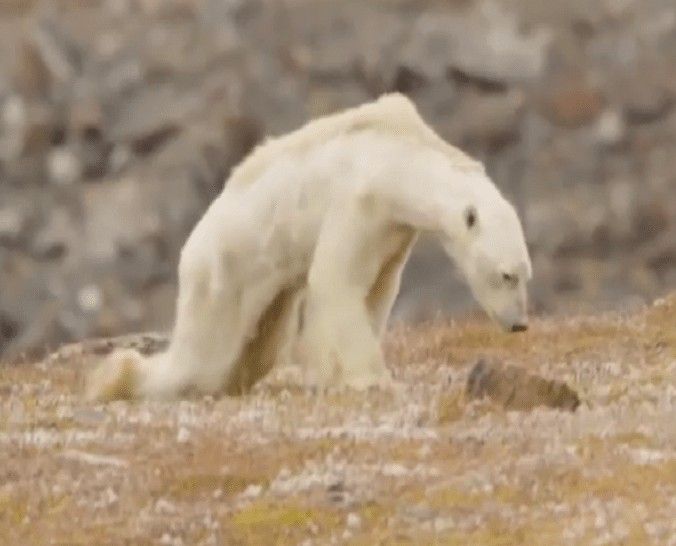 The heart wrenching face of global warming a polar bear starving to death