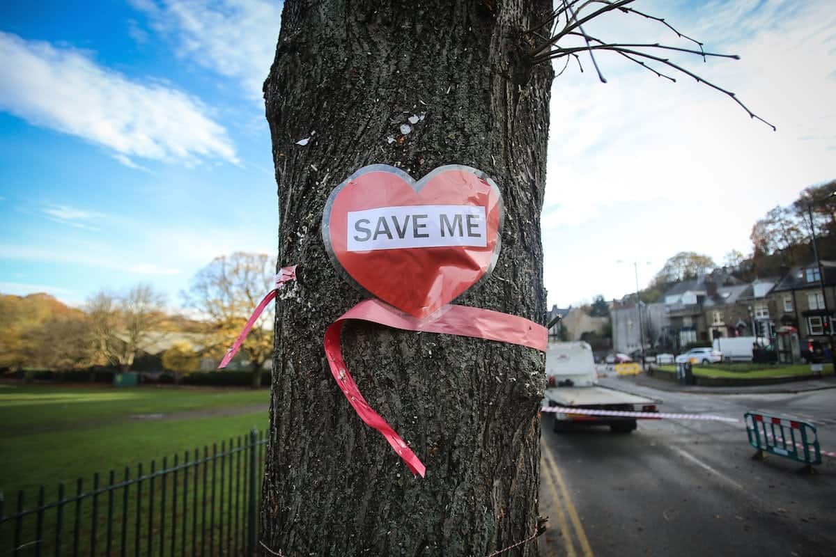 Fate of 41 trees planted in 1919 to honour War heroes sealed as council voted to fell & replace them as it would cost £500k to save them
