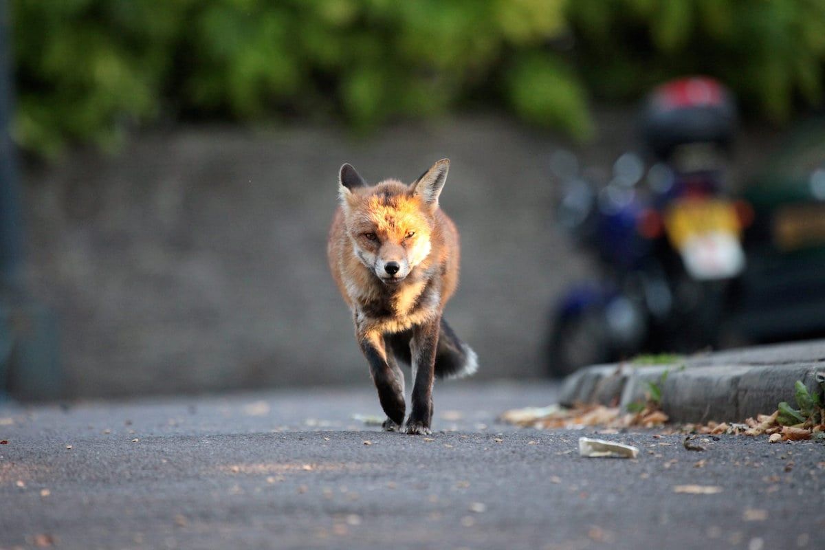 Climate change poses the greatest threat to medium sized predators such as foxes as it forces them to spend more time hunting for food