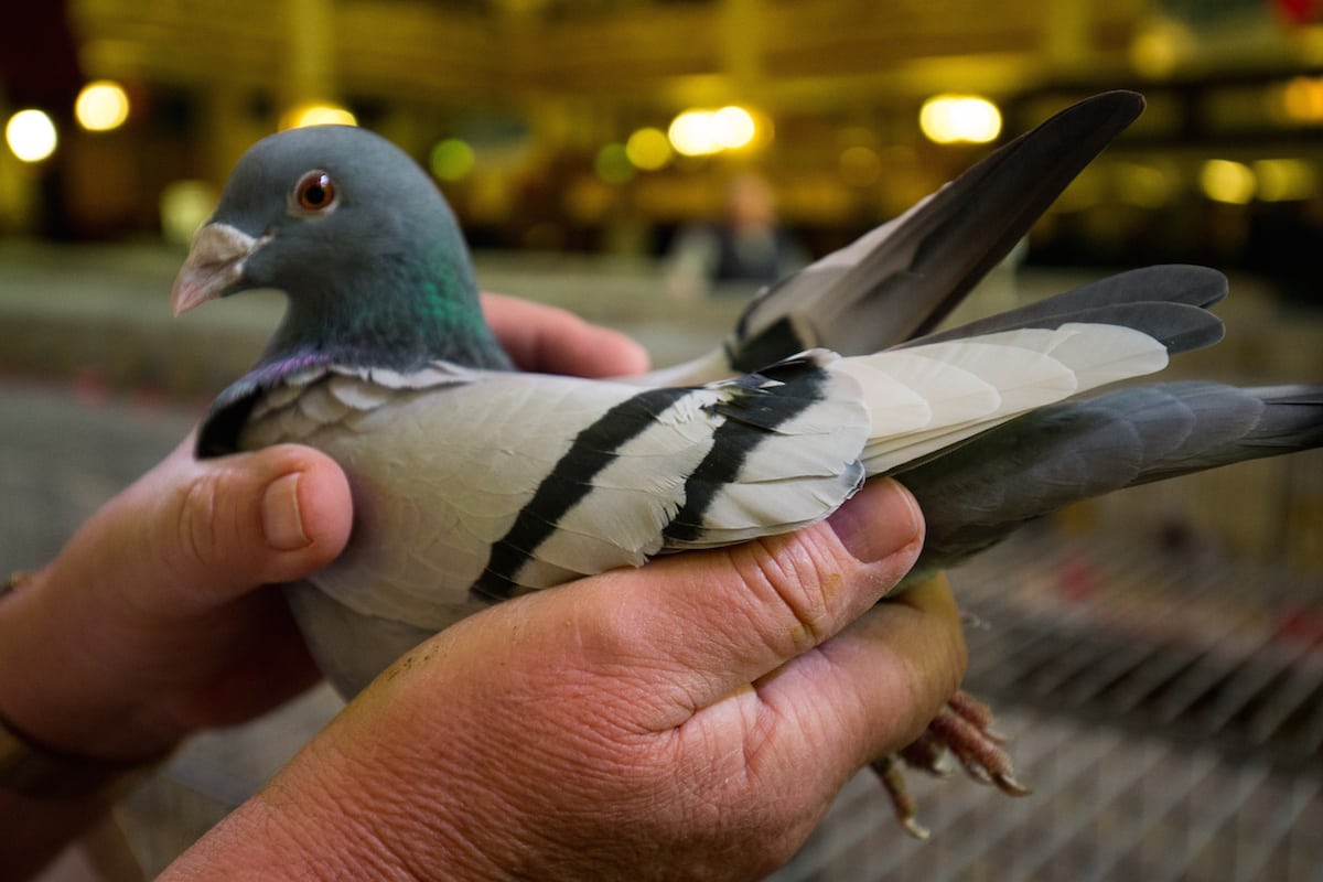 A new study shows pigeons can have abstract thoughts