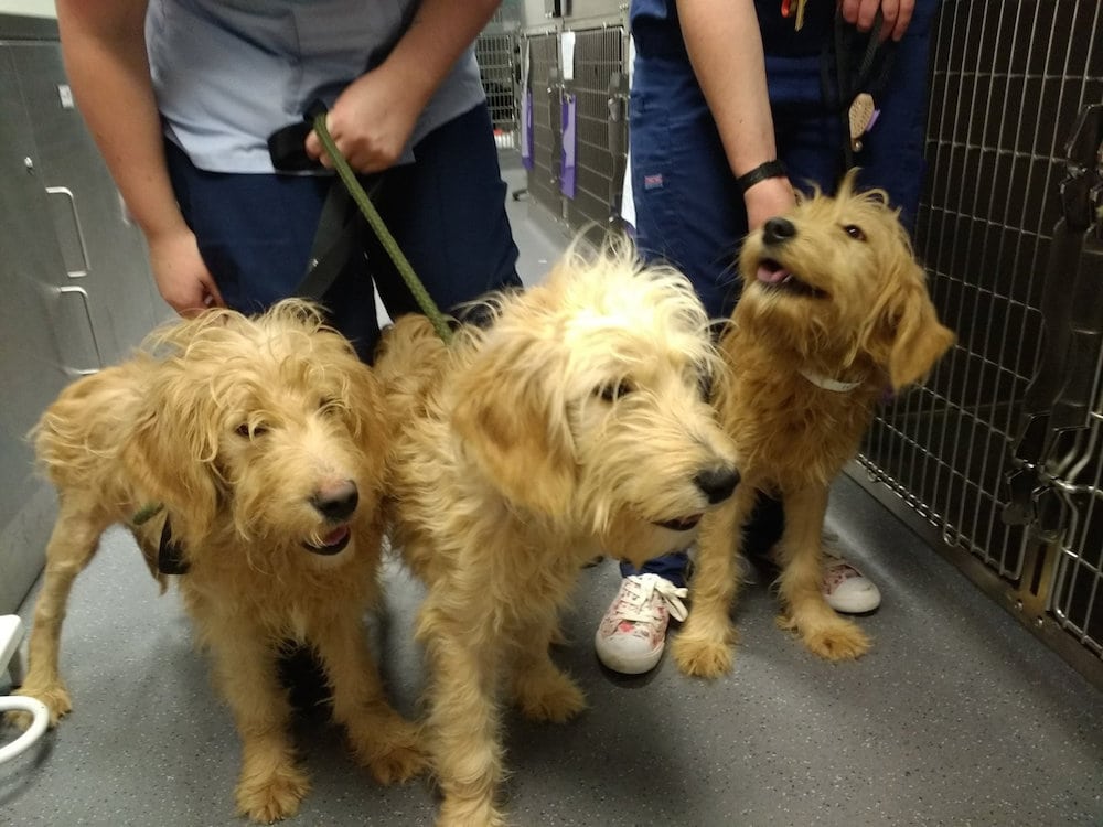 Three adorable puppies dumped from a car hours before Christmas