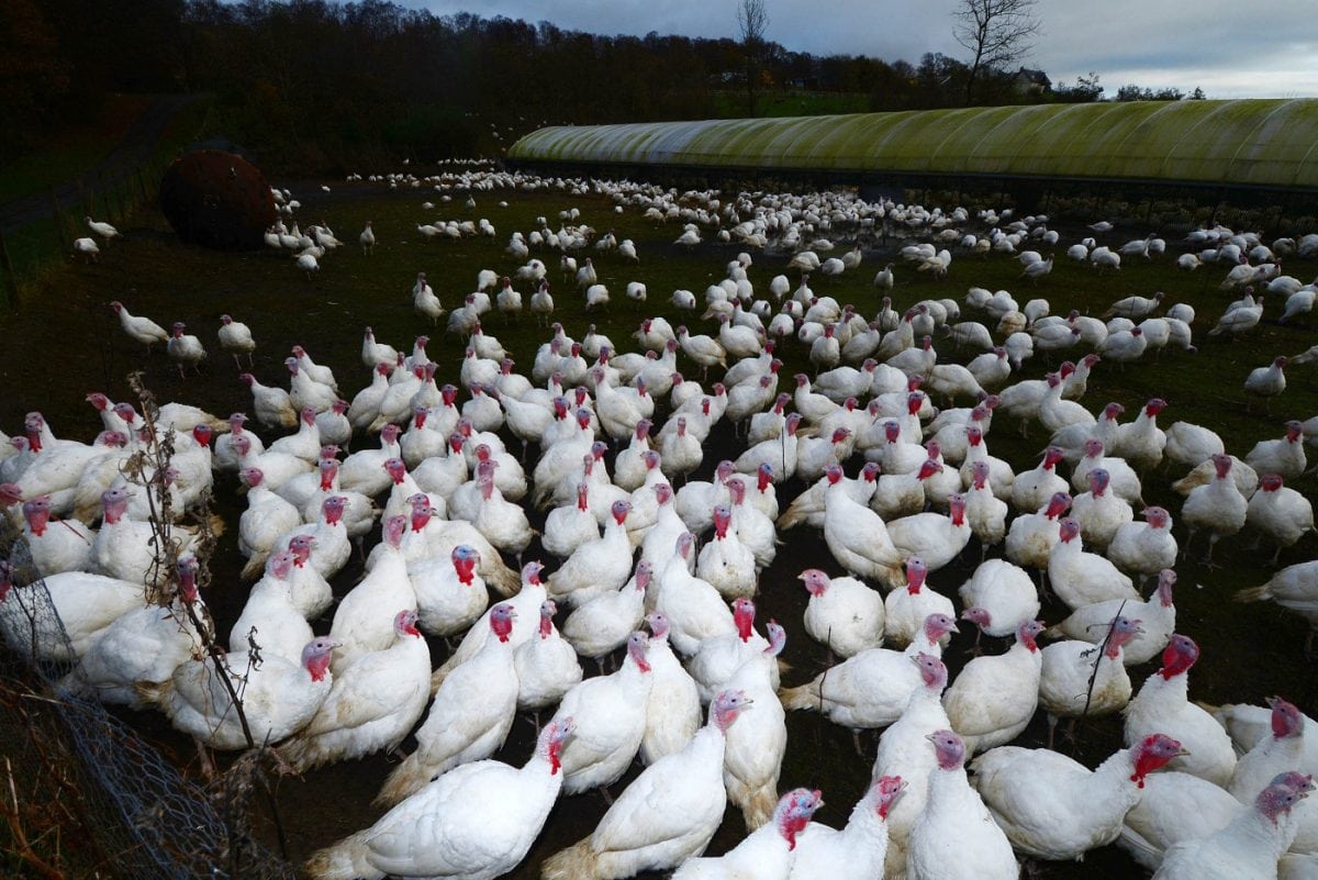 “British” turkeys could have mysteriously changed their nationality because of EU loophole