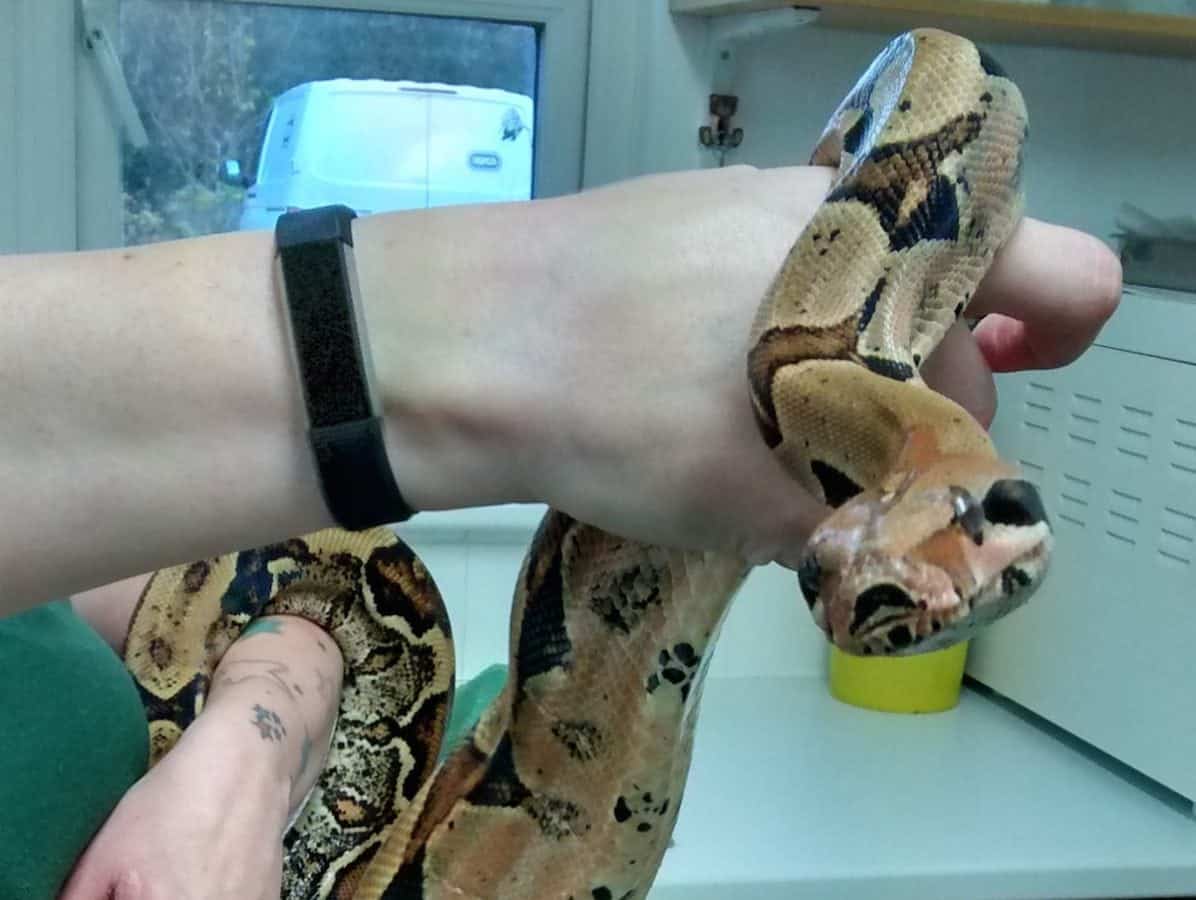 Jogger got the fright of his life when he stumbled across a 7ft boa constrictor while out running