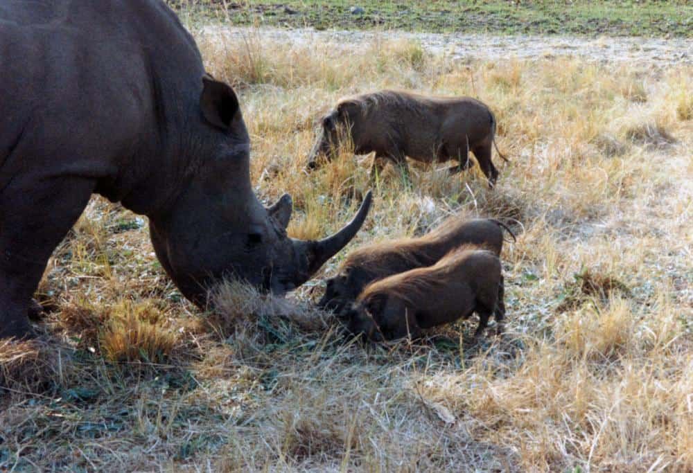 Why Nature Reserves are key to long-term survival of African Wildlife