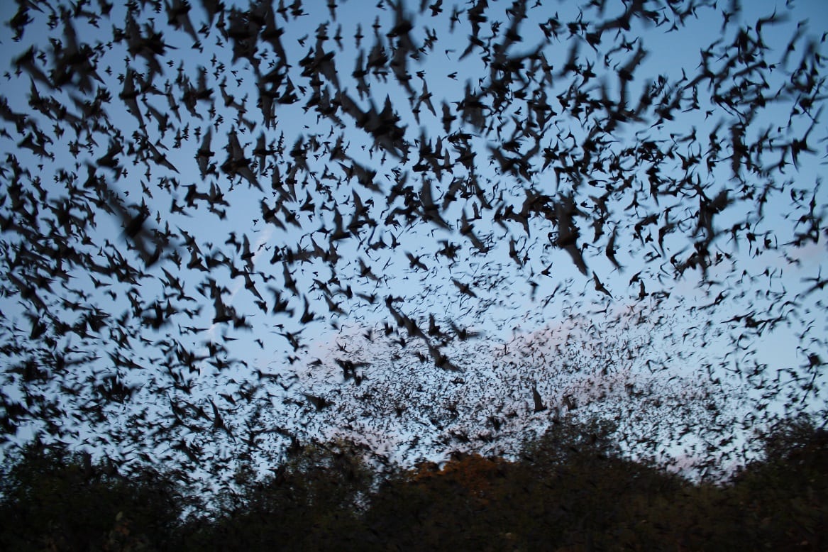 A wild walk with London’s bats