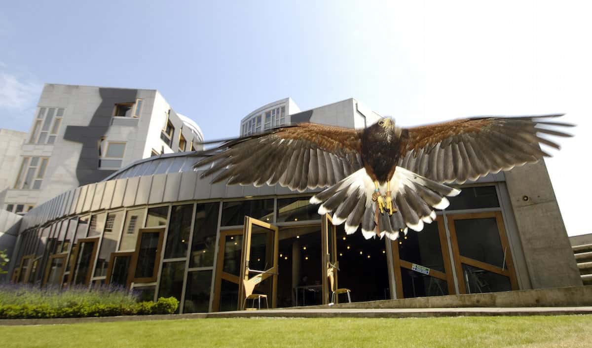 Scottish parliament bosses urged to rethink using birds of prey to scare off pigeons