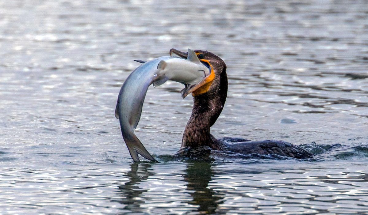 Amazing pics show cormorant catch huge rainbow trout