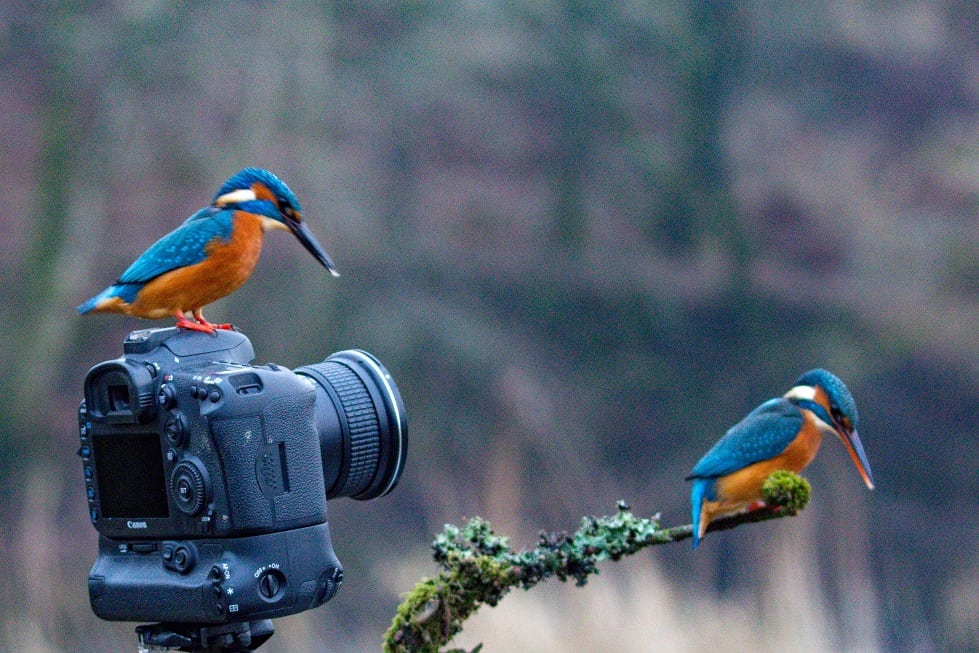 Kingfisher lands on camera and takes incredible picture of its partner