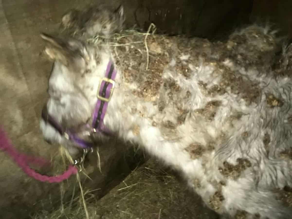 Animal welfare officers left in tears after rescuing a Shetland pony