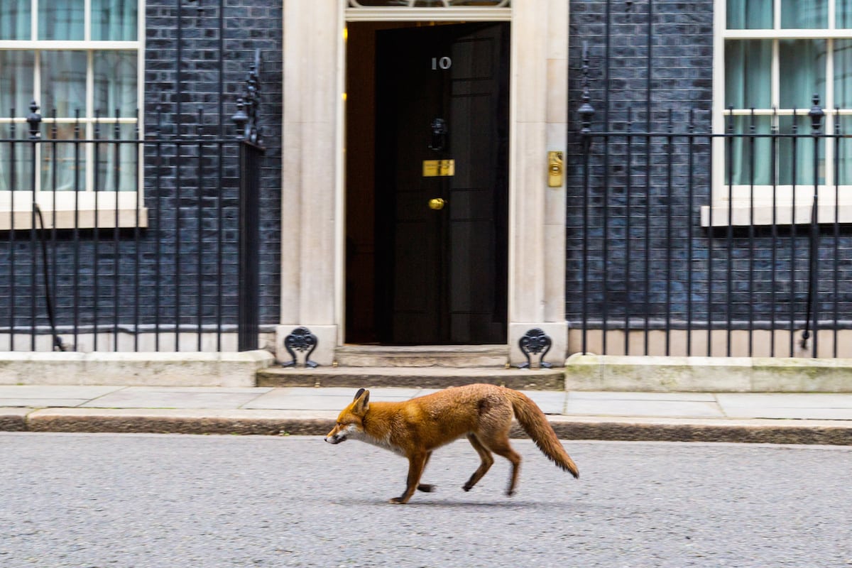 May isn’t only one struggling at Number 10…Injured fox spotted limping outside Downing Street